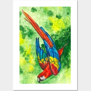 Scarlet Macaw Posters and Art